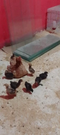 Poule & ces bébé 
