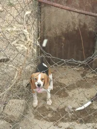 Femelle Beagle rosette 