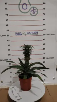Ananas Mi Amigo 