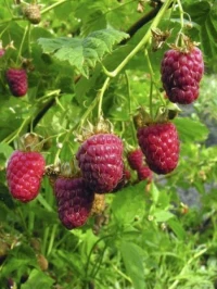 Framboisier importation 33 variété 