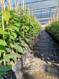 Avocatier clonal 