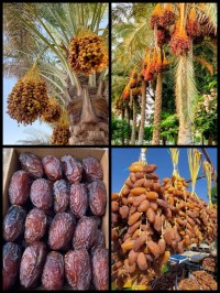 نباتات-و-زهور-palmiers-dattiers-نخيل-التمر-شبلي-قرواو-البليدة-الجزائر