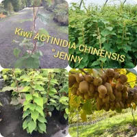 Kiwi ACTINIDIA CHINENSIS JENNY 