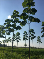 jardinage-arbres-paulownia-hybrid-blida-guerrouaou-algerie