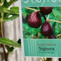 Figuier  la Signora invitro 