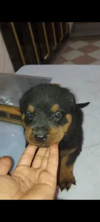 Rottweiler Almand géant 