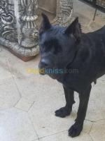 chien-cane-corso-tizi-ouzou-algerie