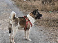 chien-akita-americain-sidi-bel-abbes-algerie