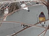 oiseau-femelle-diamant-gould-boukhelifa-bejaia-algerie