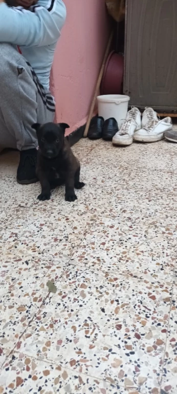 Chiot mêle malinois