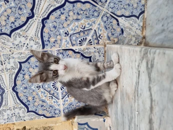 Chatoon de 3 mois