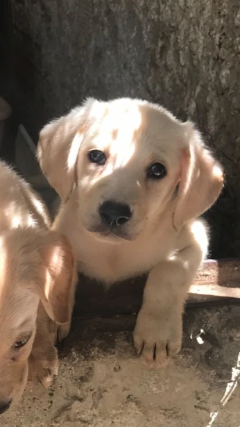 Chiots labrador blanc