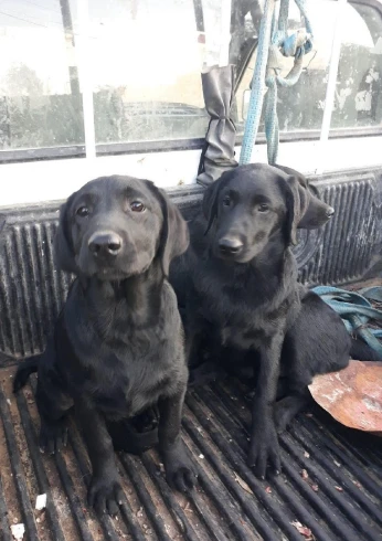 Labrador noir chiot pure race