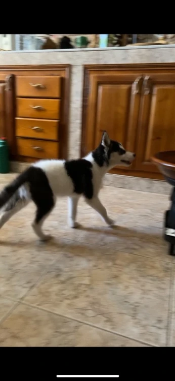 Femelle husky