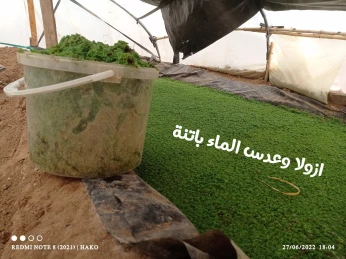 الازولا العلف المجاني