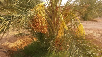 Vente Terrain Agricole Biskra Biskra