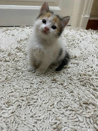 Chatons angora turc