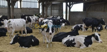 Prim'Holstein