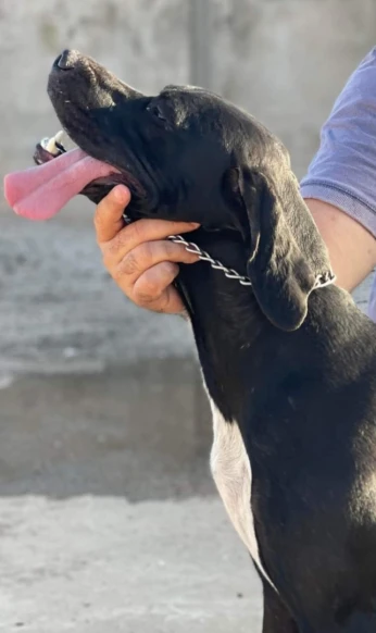 Chien de chasse