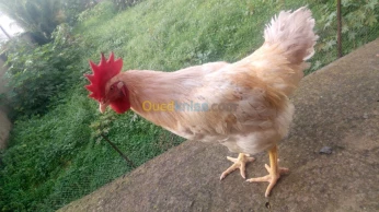 Coq de race