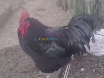 oeufs fecondés poule Australorp pur