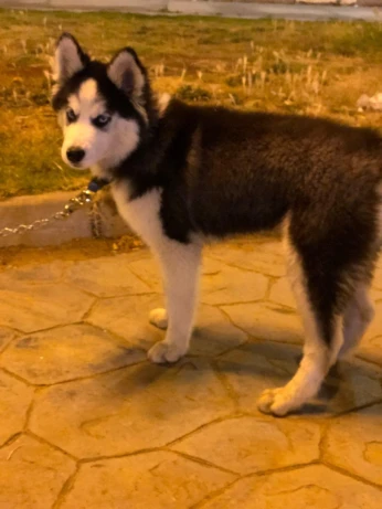 Husky poil long 3 mois