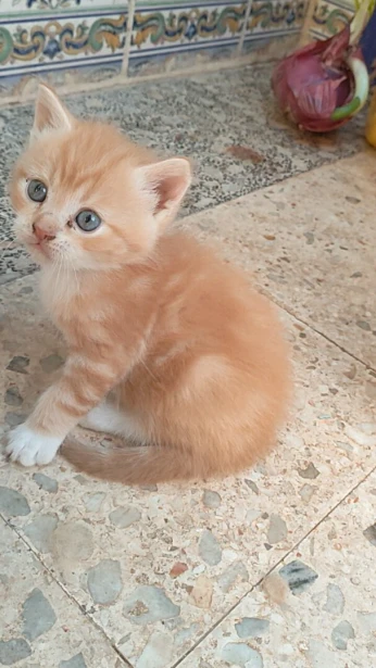 Chat persan croisé