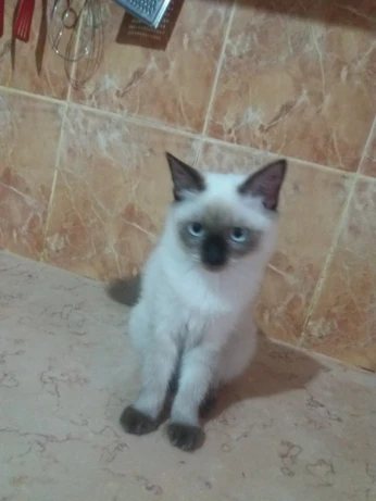 Siamois