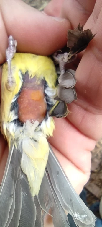 Femelle serin mozambique فمال سورا موزمبيق 
