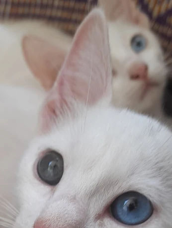 Chatons angora