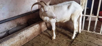 chevre