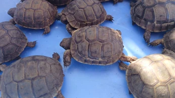 فكارن جملة tortues gros