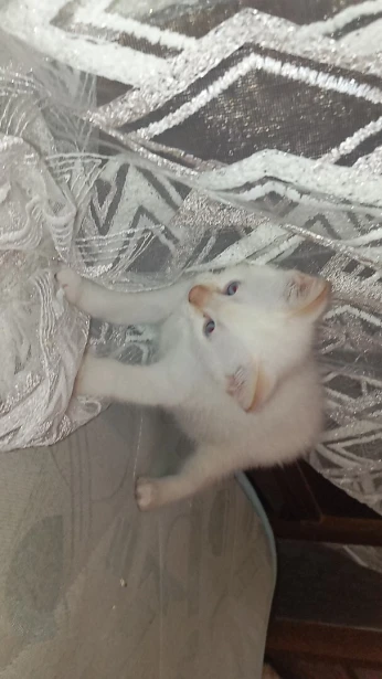 Chatons siamois angora