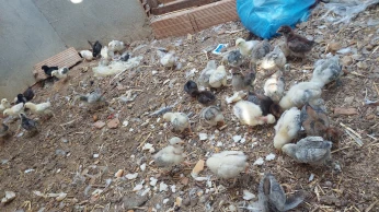 فلوس poussin