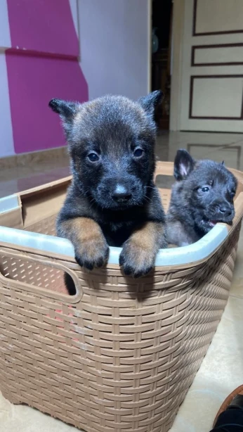 Malinois pure race