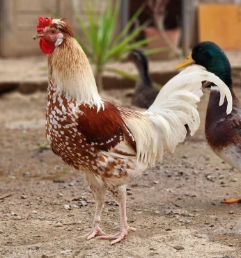 Coq hippie