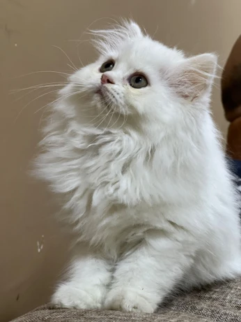 Chat person de 2 mois et 15 jour