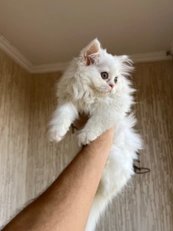 Chat person de 2 mois female