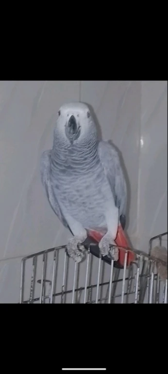 perroquet gabonais