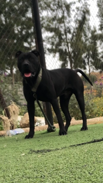 Pitbull black nose