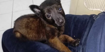 Malinois 50 jours