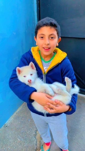 Husky sibérien