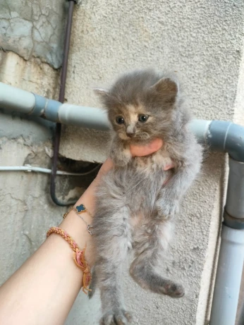 Chat person 