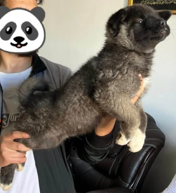 Top chiot akita