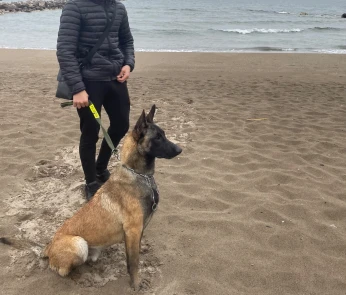 malinois mal a vendre