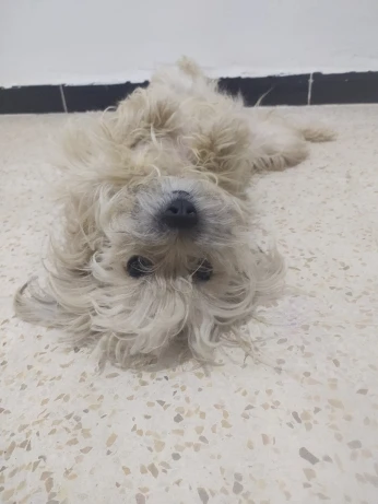 caniche femelle