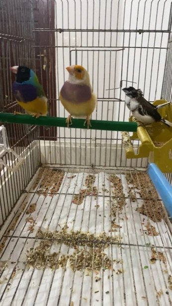 Diamant de gould couple + 2 femelles moineau du japan
