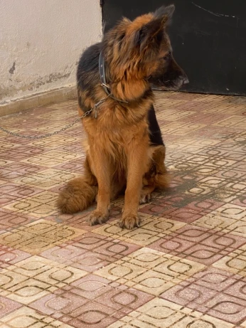 Berger allemand femelle 2ans