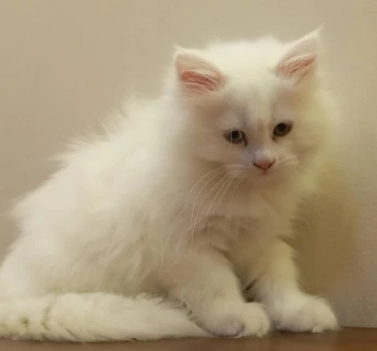 2 chaton persan