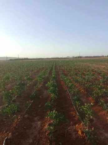Vente Terrain Agricole Djelfa Hassi bahbah